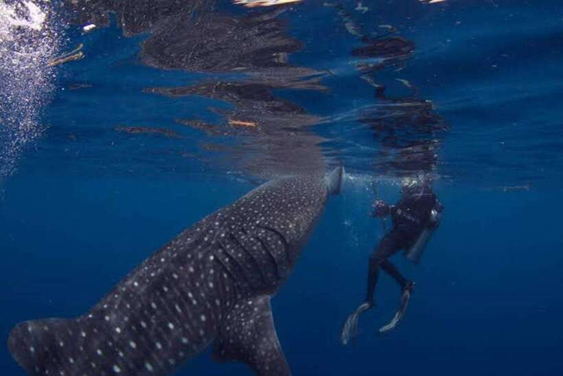 Cebu: Oslob Whaleshark Scuba Diving & Sumilon Sanctuary - Breakfast, coffee, and a short reset