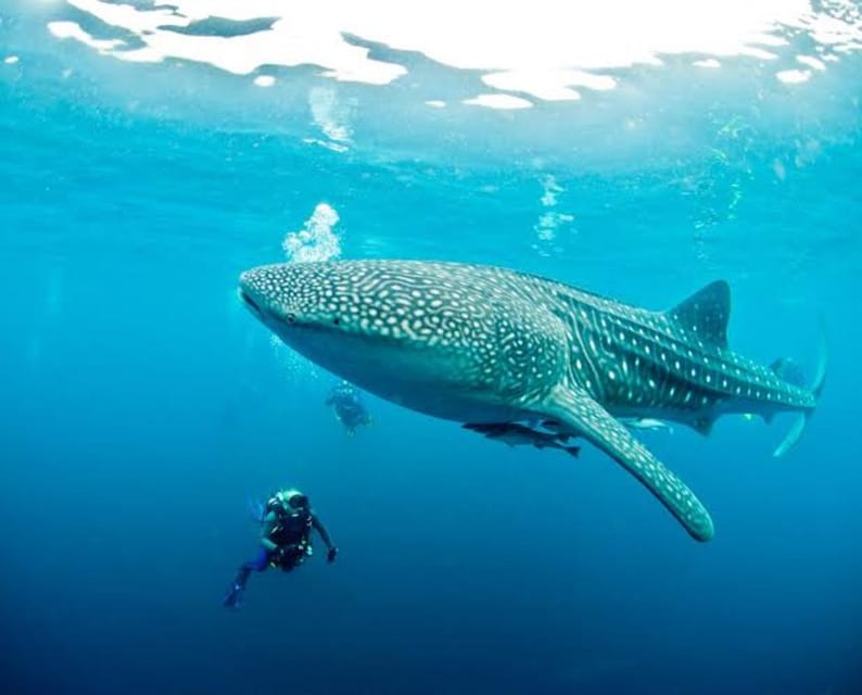 Cebu: Oslob Whaleshark Scuba Diving & Sumilon Sanctuary - Crossing to Sumilon Sanctuary