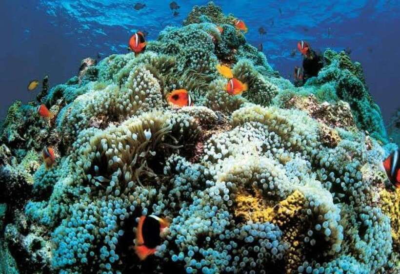 Cebu: Oslob Whaleshark Scuba Diving & Sumilon Sanctuary - What you may see at Sumilon