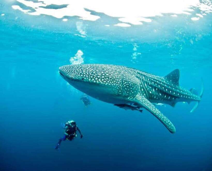 Cebu: Oslob Whaleshark Scuba Diving & Sumilon Sanctuary - Guides, equipment, and underwater photography