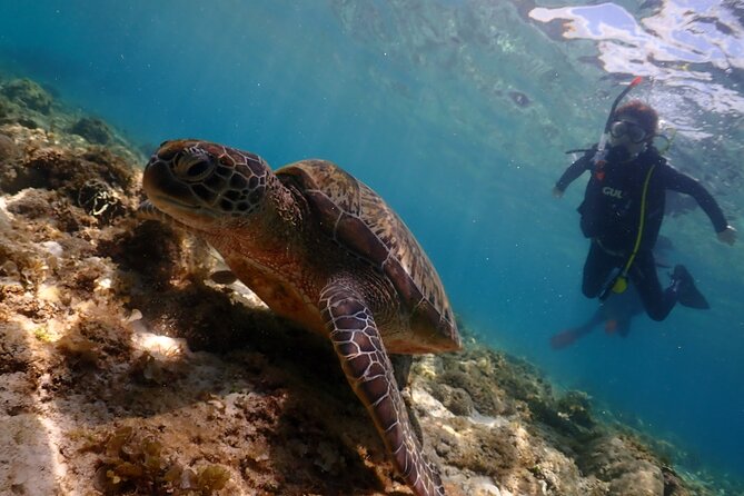 Cebu: Scuba Diving Experience beach entry in Mactan - A gentle start at Nalu in Mactan
