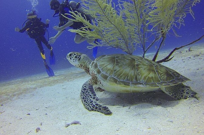 Certified 2-Tank Scuba Diving Tour from Montego Bay - Starting at Sunset Beach Resort at 7:30 am