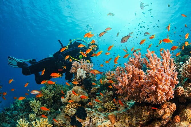Certified and Beginner Scuba Diving from Pattaya - Four to Six Things to Know Before You Go