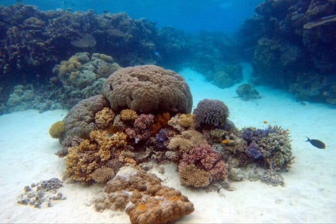 Certified and Beginner Scuba Diving from Pattaya - Choosing Between Koh Phai, Koh Larn, and Nearby Islands