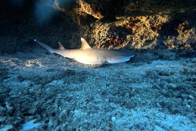 Certified Diver: 2-Tank Deep Wreck and Shallow Reef Dive Off Oahu - Why the Crew Matters Underwater