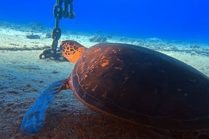 Certified Diver: 2-Tank Deep Wreck and Shallow Reef Dive Off Oahu - Is $248.81 a Fair Price?