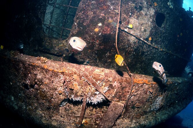 Certified Diver: 2-Tank Deep Wreck and Shallow Reef Dive Off Oahu - Cancellation, Weather, and Schedule Planning