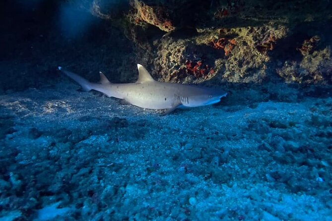 Certified Diver: 2-Tank Night Dive - Why the sunset-to-dark format works so well