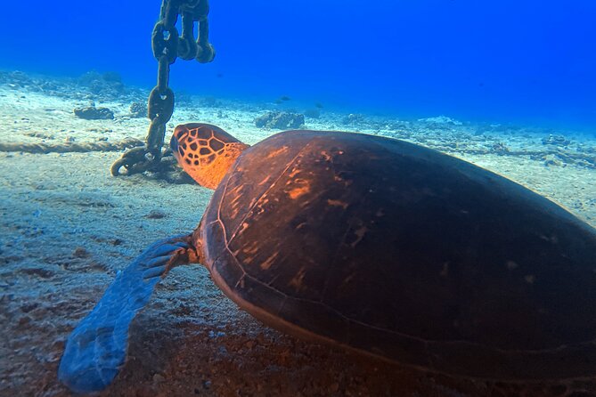Certified Diver: 2-Tank Night Dive - Equipment, crew size, and the value of $248.81