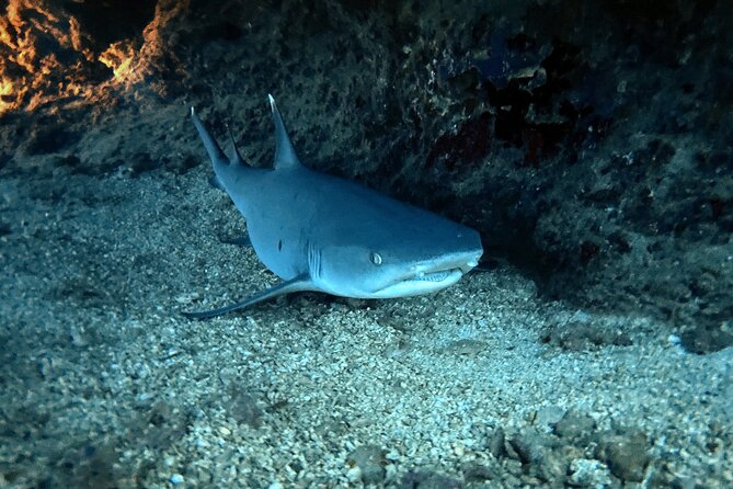 Certified Diver: 2-Tank Night Dive - Who will enjoy this Oahu night outing most