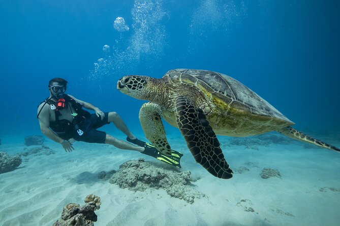 Certified Diver: 2-Tank Shallow Reef Dives off Oahu - Five things to know before booking