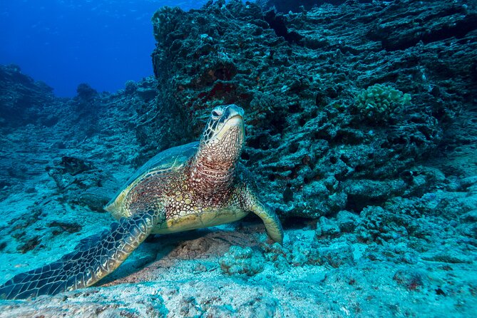 Certified Diver: 2-Tank Shallow Reef Dives off Oahu - Kaiser’s, Turtle Canyons, and Secrets