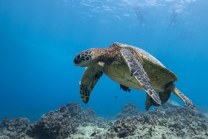 Certified Diver: 2-Tank Shallow Reef Dives off Oahu - What is included for $141.10