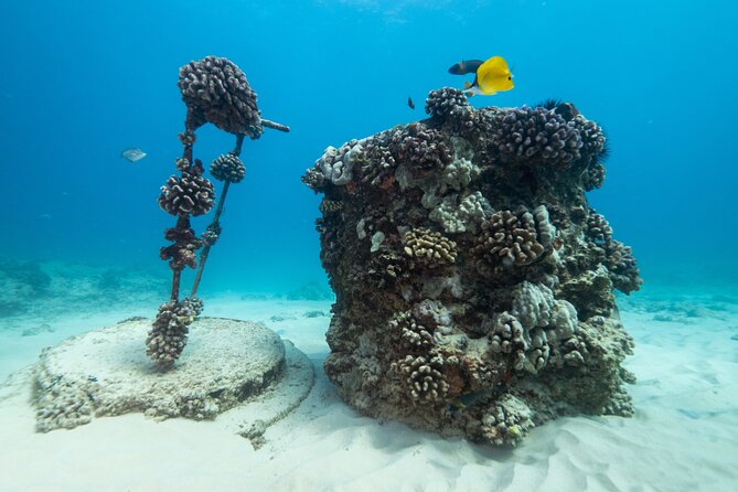 Certified Diver: 2-Tank Shallow Reef Dives off Oahu - Practical booking tips for a smoother morning