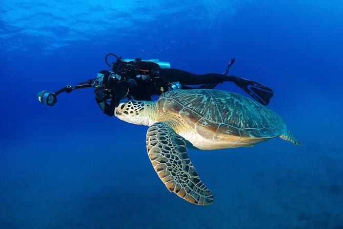 Certified Diver: 2-Tank Shallow Reef Dives off Oahu - What two shallow tank sessions feel like