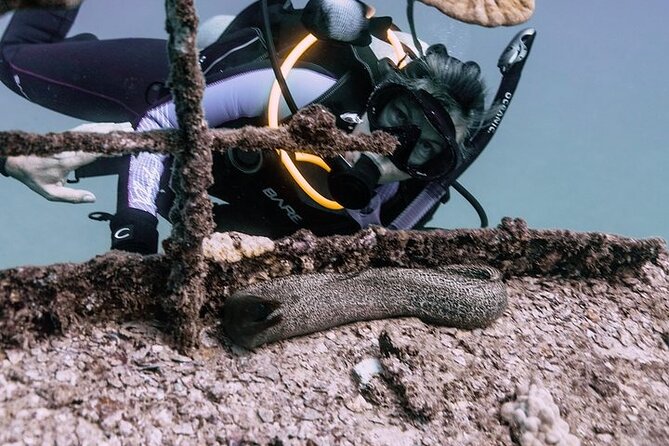 Certified Divers: Best 2-Tank Wrecks & Reef Boat Dive All Inclusive From Waikiki - Key points to know before booking