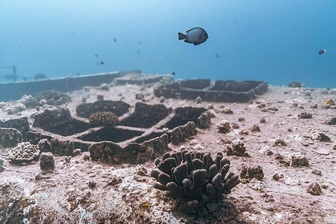 Certified Divers: Best 2-Tank Wrecks & Reef Boat Dive All Inclusive From Waikiki - Crew, equipment, and safety standards