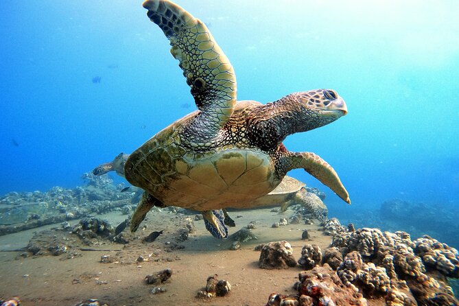 Certified Divers! Scuba dive the Ka'anapali Coast and more! - What this two-hour Maui shore session is really like