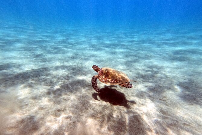 Certified Divers! Scuba dive the Ka'anapali Coast and more! - What you may see along the Kaanapali Coast reef