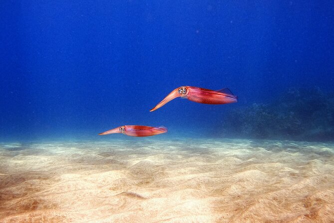 Certified Divers! Scuba dive the Ka'anapali Coast and more! - Who should book, and who should choose another activity