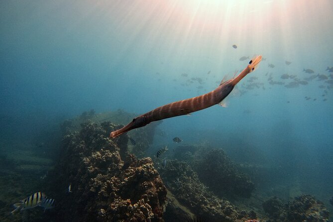 Certified Divers! Scuba dive the Ka'anapali Coast and more! - Plan the rest of your Maui day around the 18-hour rule