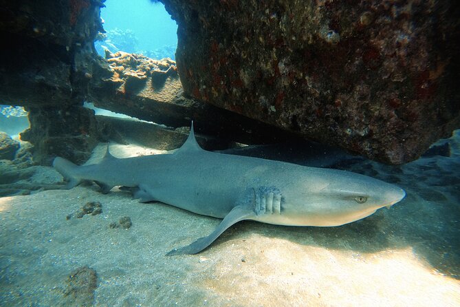 Certified Divers! Scuba dive the Ka'anapali Coast and more! - Starting at Kahekili Beach Park in Lahaina