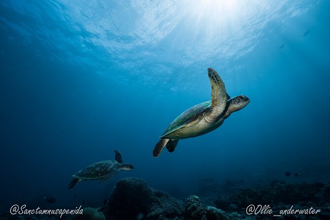Certified Scuba Dive with Manta Rays (Open Water Diver minimum) - What the praise gets right, and where to stay alert