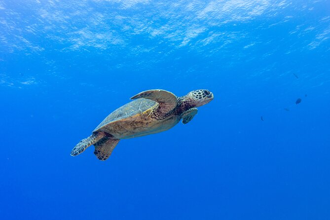 Certified Scuba Diving Along Two Shallow Reef Sites - What you may see around the reefs