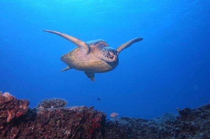 Certified Scuba Diving Along Two Shallow Reef Sites - Is $205.43 a fair price?
