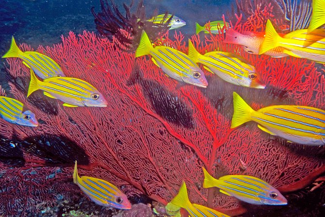 Certified Scuba Diving with Whitetip Marine Adventures team - The Salamander wreck option