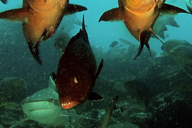 Certified Scuba Diving with Whitetip Marine Adventures team - What the personal guidance adds underwater
