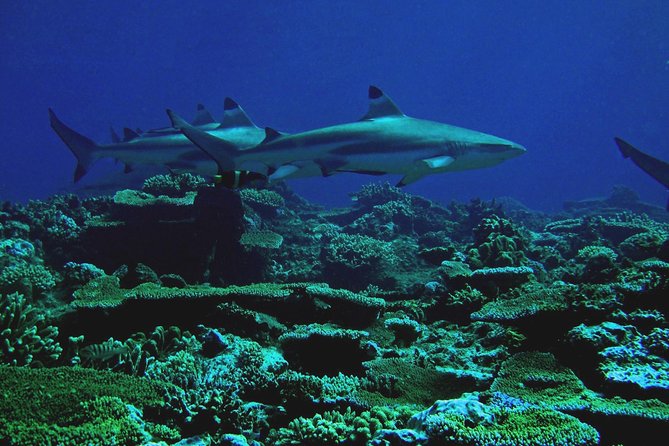 Certified Scuba Diving with Whitetip Marine Adventures team - Timing, return, and the value of the half-day format