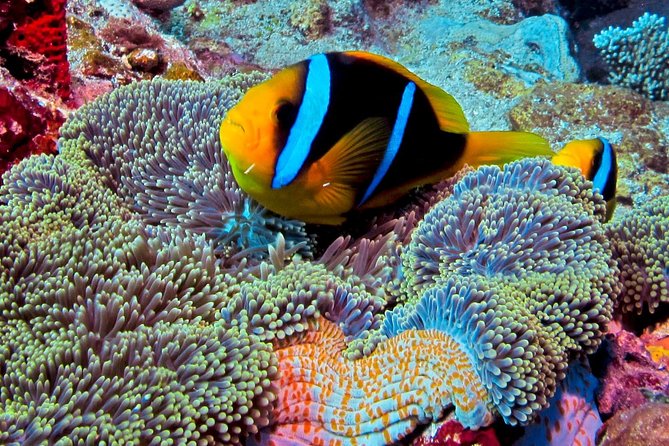 Certified Scuba Diving with Whitetip Marine Adventures team - Who will enjoy this outing most