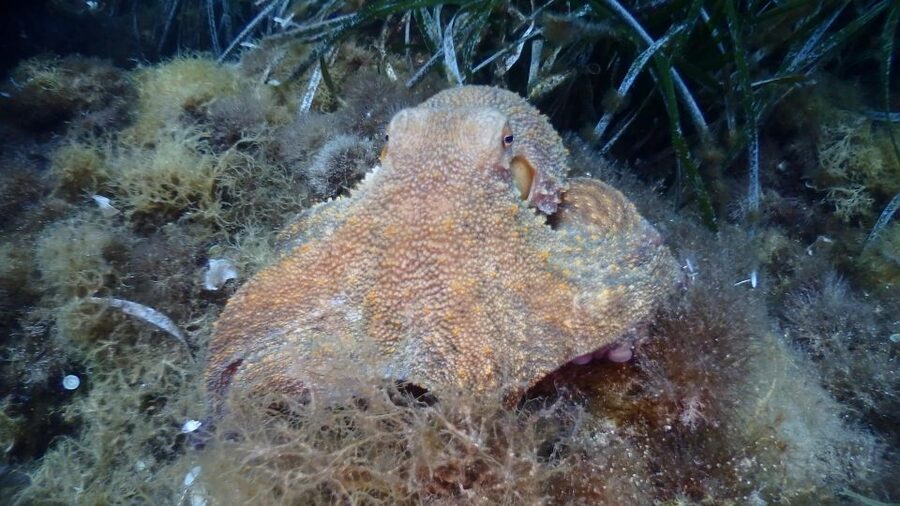 Chalkidiki: Scuba Diving for Beginners in Kassandra - Key points at a glance