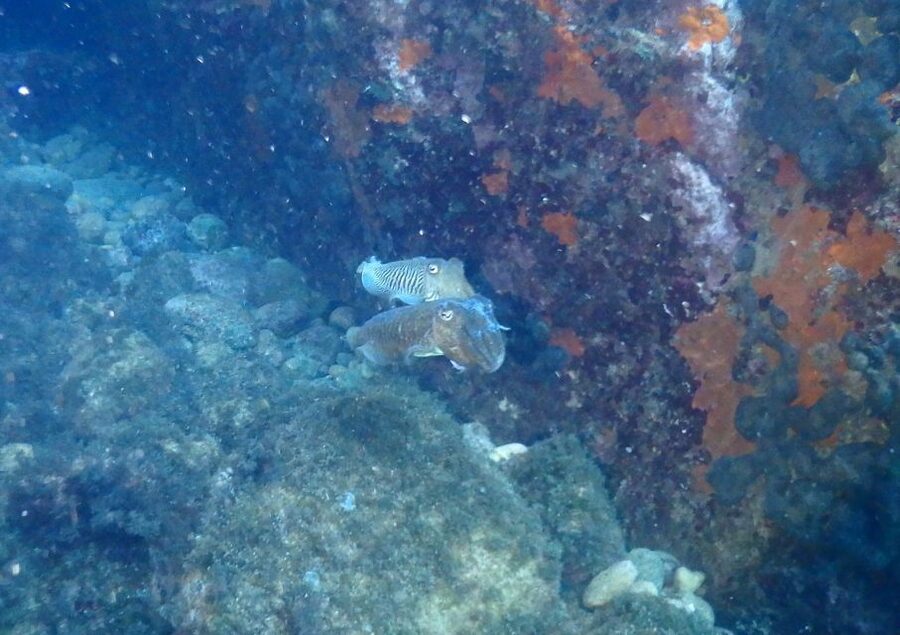 Chalkidiki: Scuba Diving for Beginners in Kassandra - Kassandra’s clear water and Mediterranean sea life