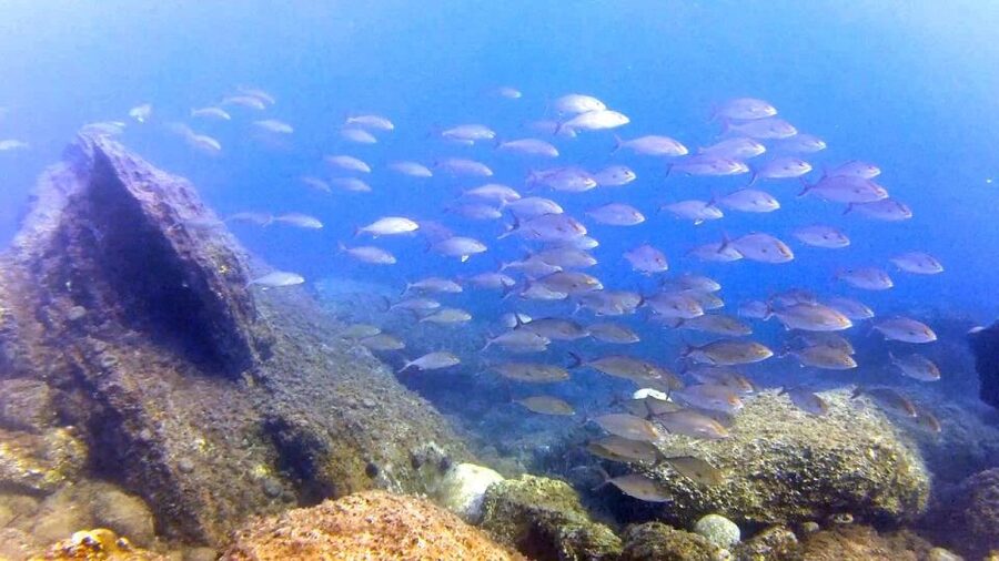 Chalkidiki: Scuba Diving for Beginners in Kassandra - Who should book this experience?