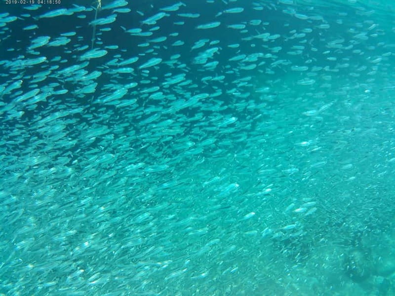 Chania: Scuba Diving and Snorkeling for Beginners by Boat - Five useful things to know before booking