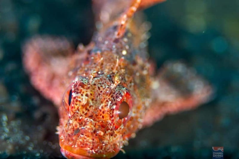 Chania: Scuba Diving and Snorkeling for Beginners by Boat - Kalathas Beach and the Blue Cave