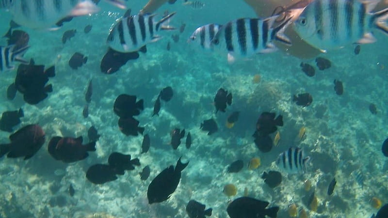 Chania: Scuba Diving and Snorkeling for Beginners by Boat - The snack break between water activities