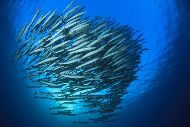 Chumphon Pinnacle-Koh Tao 2 dive trip for certified divers - Key points to know before booking