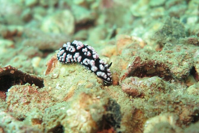 Chumphon Pinnacle-Koh Tao 2 dive trip for certified divers - Guides, equipment, and safety