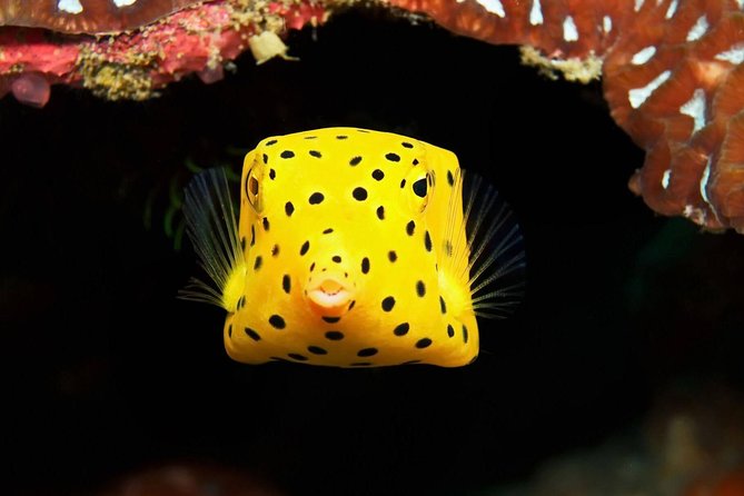 Chumphon Pinnacle-Koh Tao 2 dive trip for certified divers - Booking details worth checking