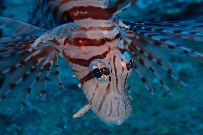 Chumphon Pinnacle-Koh Tao 2 dive trip for certified divers - What the eight-hour schedule feels like