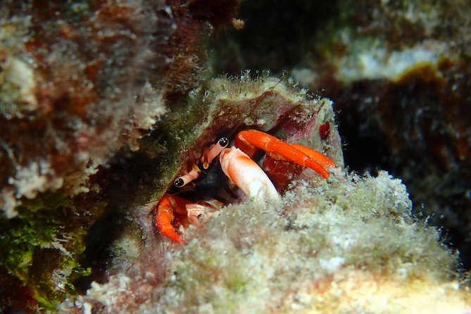 Combo Diving and Snorkeling Full Day Tour - Meeting H2O Bora Bora for a private morning