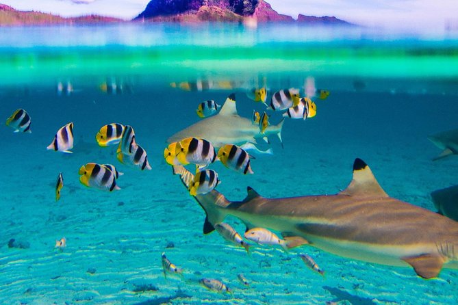 Combo Diving and Snorkeling Full Day Tour - A quiet break with Mount Otemanu in view