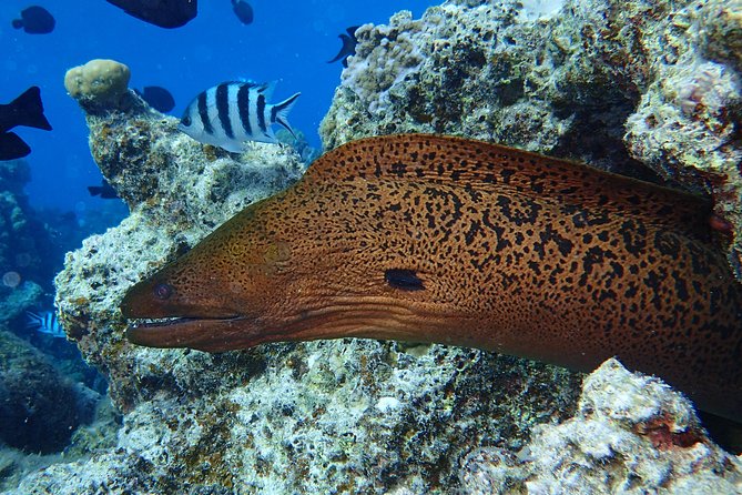Combo Diving and Snorkeling Full Day Tour - The human side: David, Aimee, Max, Fred, and Hiro