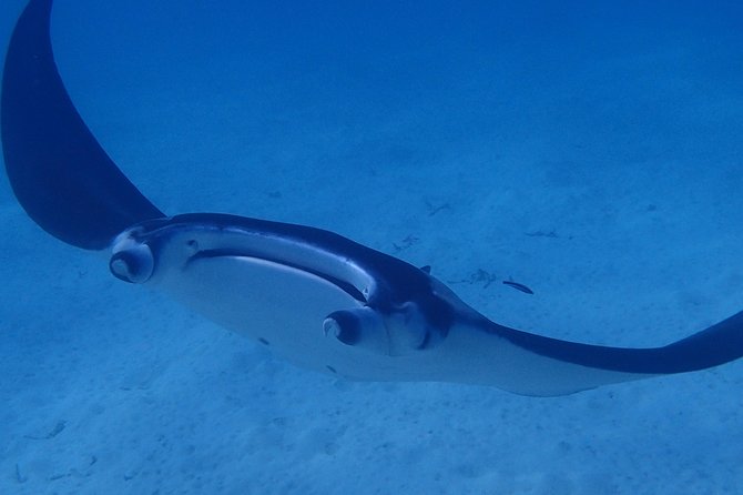 Combo Diving and Snorkeling Full Day Tour - Who should book this experience?