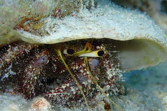 Combo Diving and Snorkeling Half-Day Tour - What David and Aimee add to the morning