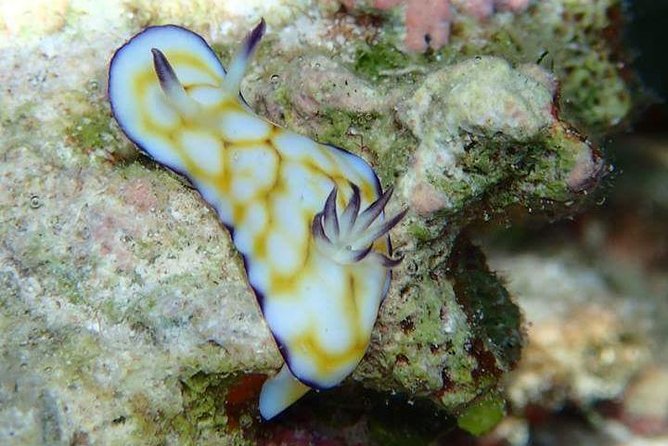 Combo Diving and Snorkeling Half-Day Tour - Comfort, fitness, and health considerations