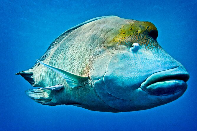 Coral Sea Dreaming Overnight Dive, Snorkel and Sail - Food, equipment, and comfort onboard